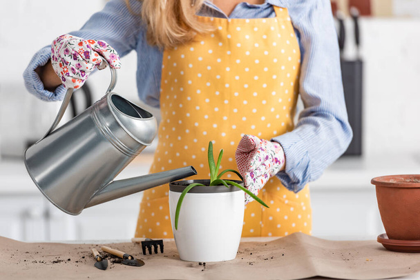 Cropped view of woman in gardening gloves watering aloe near table in kitchen - Photo, image
