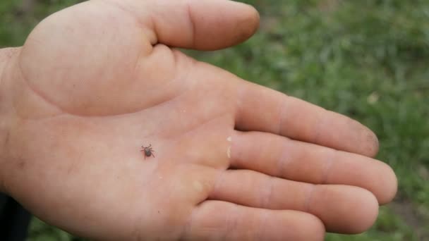 Gefährliche braune Zecke Ixodida kriecht auf der Hand eines männlichen Bauern in der Natur - Filmmaterial, Video