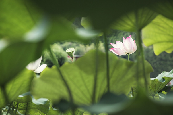 Fiori di loto rosa
 - Foto, immagini