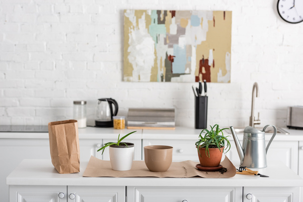 Mesa con bolsa de papel cerca de macetas con aloe sobre papel, herramientas de jardinería y regadera en la cocina
 - Foto, imagen