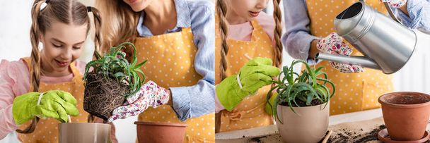 Collage di donna mettendo l'aloe con terra a vaso da fiori e impianto annaffiante vicino a figlia con pala in cucina, colpo panoramico
 - Foto, immagini