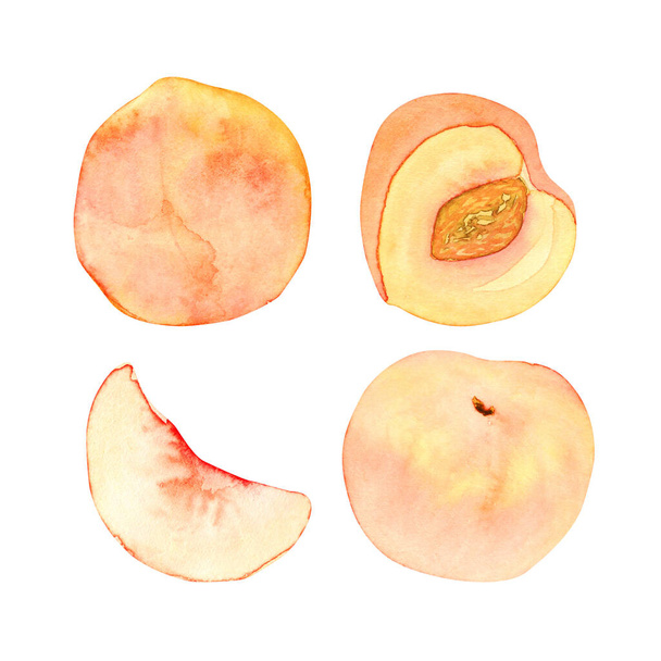 Hand drawn watercolor set with peaches isolated on a white background. Whole peaches, a slice and half a peach with a stone. - Photo, Image