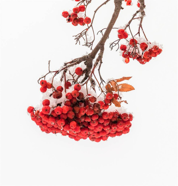 Red rowan berries on a white background, winter. - Photo, Image