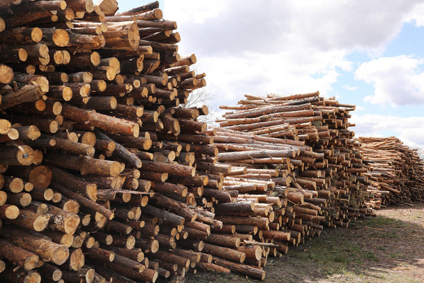 Seitenansicht des kommerziellen Holzes, Kiefernstämme nach der Abholzung des Waldes. Unkontrollierte Entwaldung. Selektiver Fokus - Foto, Bild