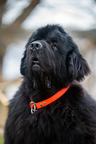 Fekete Newfoundland óriás méretű kutya közelkép kívül - Fotó, kép