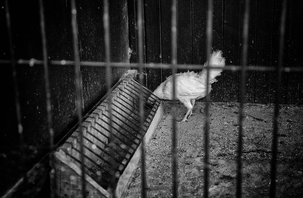 Gallina en una jaula encerrada en un corral, abuso de animales, industria
 - Foto, Imagen
