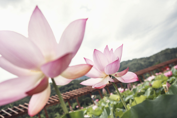 Růžový lotos květiny na jezeře - Fotografie, Obrázek