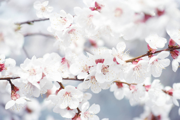 Apricot blossoms on an apricot tree. Close up. - Foto, Imagen
