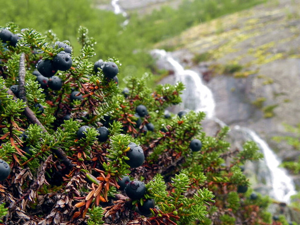 Black berry (empetrum nigrum) in raindrops against the backdrop of a waterfall. Kola Peninsula, Khibiny - Foto, afbeelding