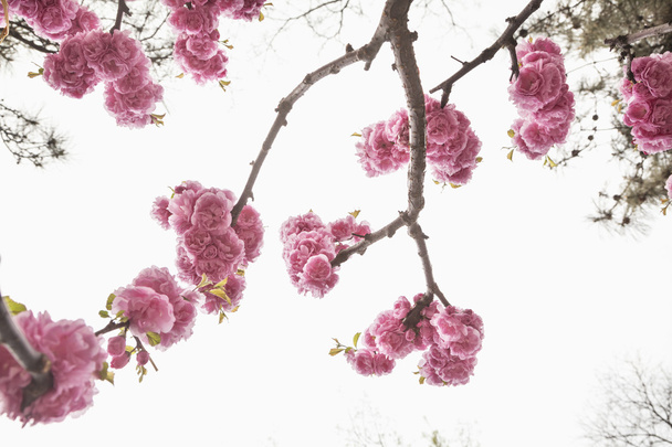 ροζ άνθη κερασιάς - Φωτογραφία, εικόνα