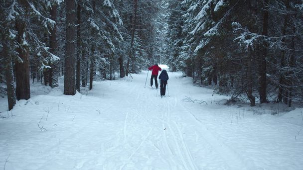 Kayakçılar kar yağışı sırasında ormanda gezerler. - Fotoğraf, Görsel