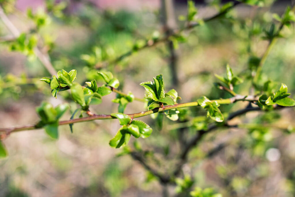 Młode zielone liście na gałęzi drzewa zbliżenie - Zdjęcie, obraz