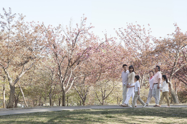 Famille faisant une promenade parmi les cerisiers
 - Photo, image