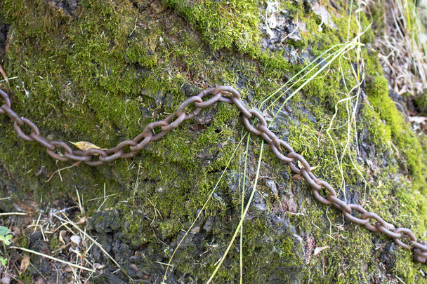 Cadena de hierro vieja con grandes eslabones sobre un fondo de corteza de árbol cubierto de musgo verde
 - Foto, Imagen
