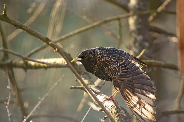 Divertido, hermoso estornino común se sienta en una rama y estira sus alas y piernas, temprano en la mañana en el sol de primavera
. - Foto, imagen