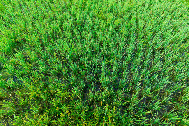 Prázdná dřevěná cesta s rýžovým polem jako pozadím - Fotografie, Obrázek