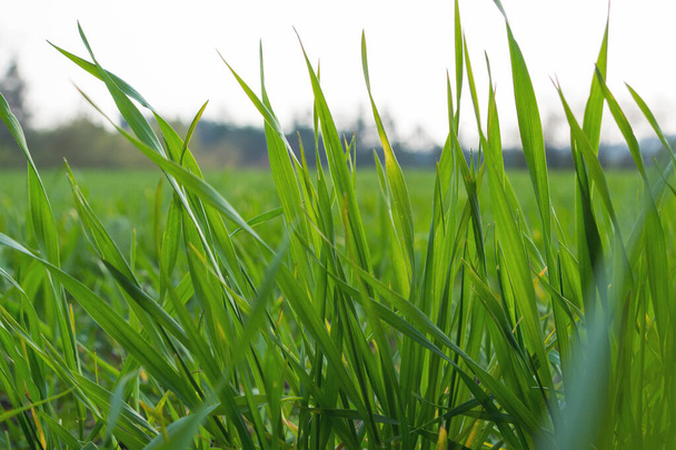 早春に庭で緑の若い発芽した小麦。自家栽培の野菜やシリアル. - 写真・画像