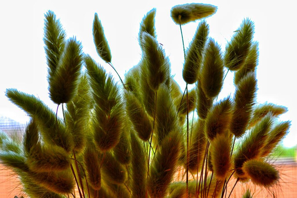 Silhuetas de fábricas secas verdes fofas em uma luz
 - Foto, Imagem