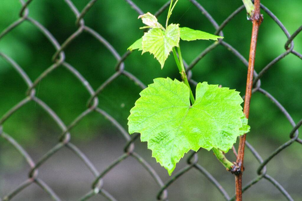 Зеленый и молодой лист растет на старом, зеленом металлическом заборе в Польше
. - Фото, изображение
