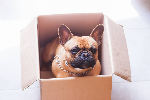 Stock photo of a French Bulldog in a cardboard box and and looking all around them - 写真・画像