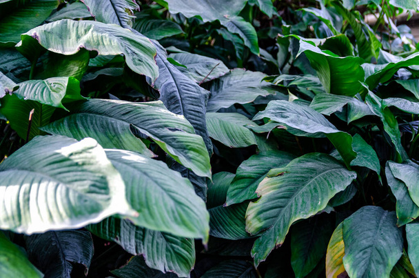 Huge lush green leaves of spathiphyllum plant in the tropical forest - Photo, Image