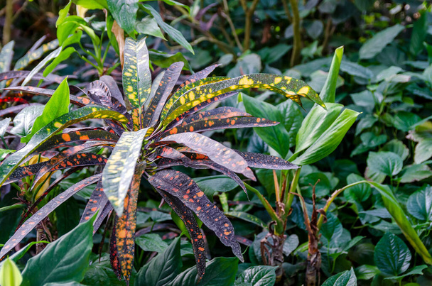 Барвисті листя рослини кротона серед зелених листя інших тропічних рослин
 - Фото, зображення