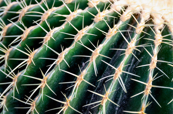 Green cactus with yellow thorns close up details - Foto, immagini