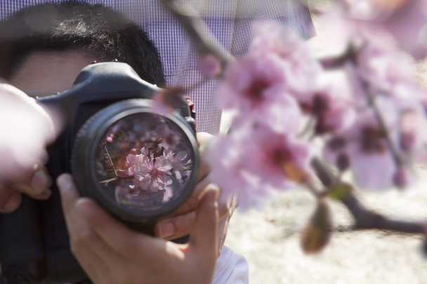 ο πατέρας βοηθώντας τῷ παιδὶ φωτογραφίες από τα άνθη κερασιάς - Φωτογραφία, εικόνα