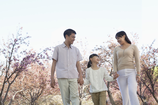 Семья прогуливается среди вишневых деревьев
 - Фото, изображение