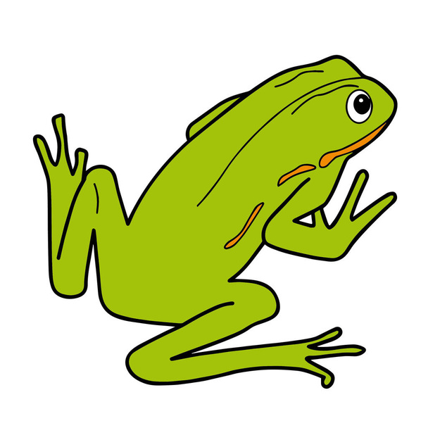 Żaba izolowana na białym tle wektor ilustracji - Wektor, obraz
