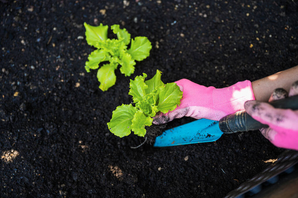 ピンクの園芸手袋での女性の手のトップビュー濃い肥沃な土壌に緑の春レタスの苗を植える. - 写真・画像