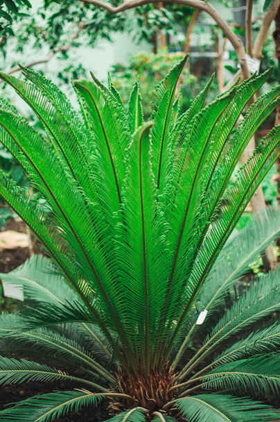 young palm bush with green leaves grows in a botanical garden. Natural background from the leaves of a plant of African descent. Template for design. - Fotoğraf, Görsel