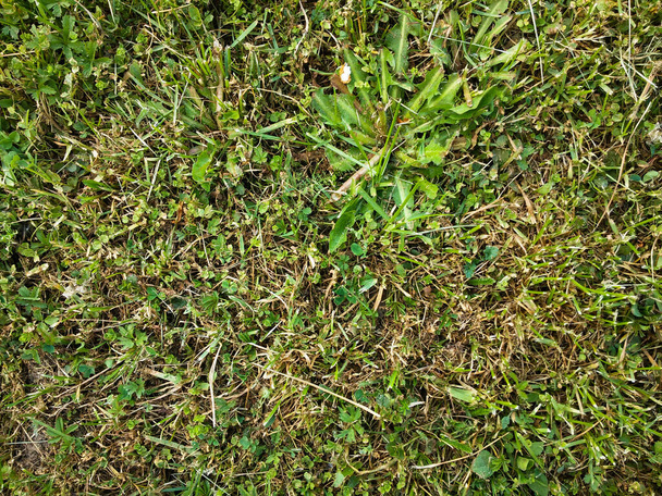 Grassin verde a aldeia
 - Foto, Imagem
