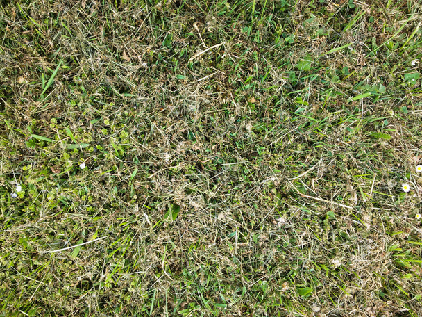 Green grass in the village - Foto, afbeelding