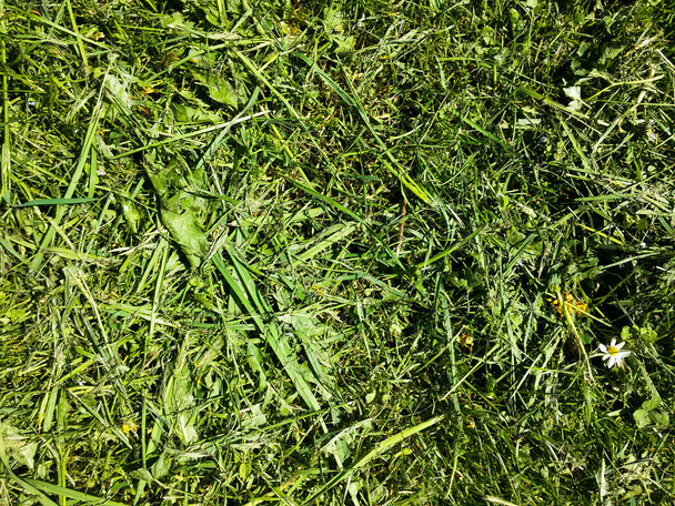 зелена трава в селі
 - Фото, зображення