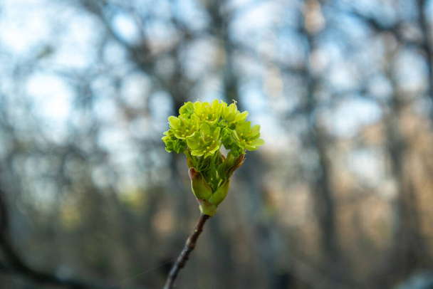 Maple flowers. Forest blooming maple. Close-up photo. - Photo, Image