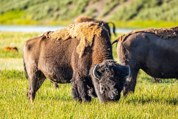 Bison pastan a lo largo del río Yellowstone en el Parque Nacional de Yellowstone en Wyoming
. - Foto, Imagen