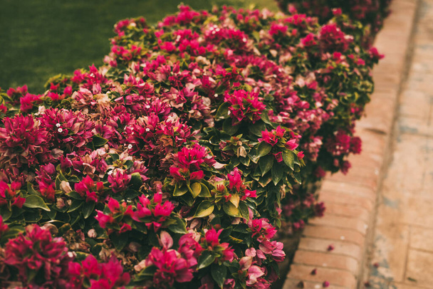 Closeup of lush bushes with pink and white flowers next to a path on a green lawn in the park. Landscaping. Green areas in the courtyard and in the hotel in parks and in private areas - Photo, Image