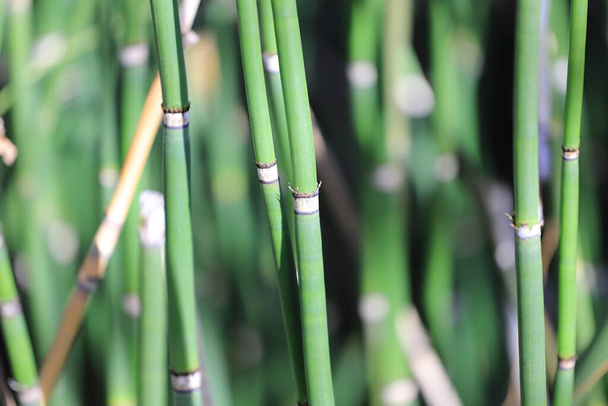 Крупним планом зелені бамбукові рослини вдень
  - Фото, зображення