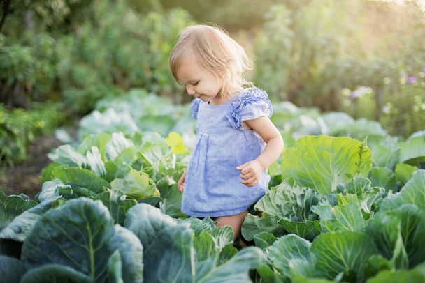 Cute little girl sitting in cabbage field, Harvest Concept  - Foto, afbeelding