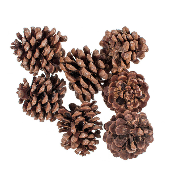 set of pine cones on a white background - Zdjęcie, obraz