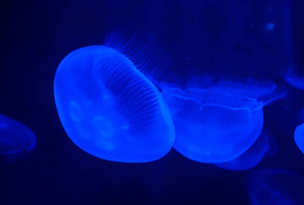 White jellyfish illuminated under a blue light - Фото, зображення