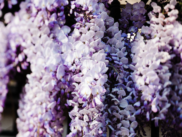 Druiven van Wisteria plant in bloei vroeg in het voorjaar - Foto, afbeelding