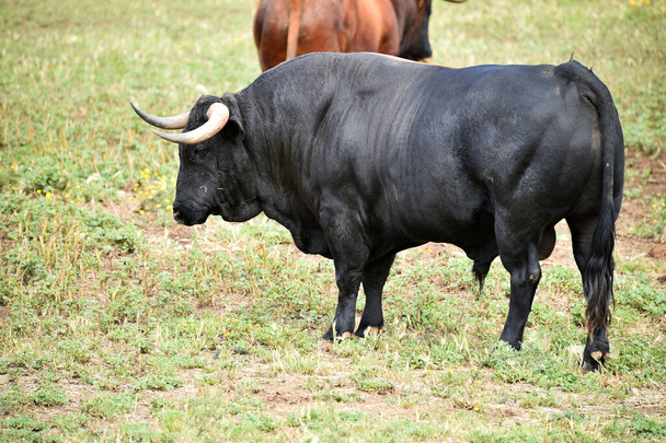Spanischer Stier mit großen Hörnern - Foto, Bild