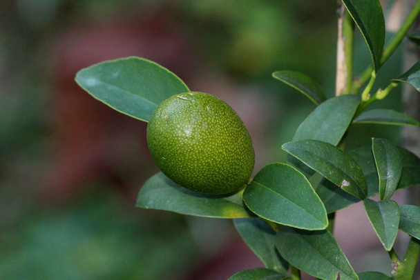 Kumquat vagy Citrus japonica vagy Cumquat lassan növekvő örökzöld rövid fa egyetlen kis éretlen zöld sárga pontokkal gyümölcs és sötét fényes zöld levelek nőnek a helyi városi kertben meleg téli napon - Fotó, kép