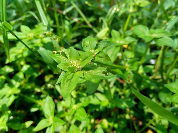 Zamknij zielone spermacoce exilis (borreria) w przyrodzie z naturalnym tle. Ta roślina to chwasty. Kwiaty są białe do bardzo jasnofioletowe, utworzone w grudkach pachowych. - Zdjęcie, obraz
