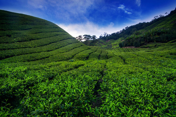 Increíble vista del paisaje de la plantación de té en la hora del atardecer / amanecer. Fondo de la naturaleza con cielo azul y niebla. - Foto, imagen