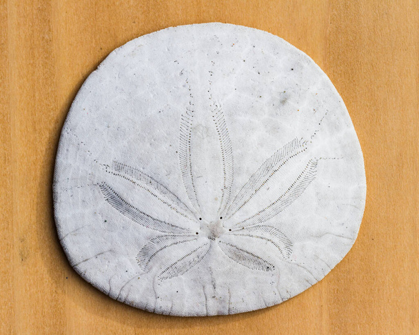 Sand dollar also known as sea cookie, snapper biscuit or pansy shell on a wooden background in bright sunlight showing the beautiful texture and natural design in this calcified creature - Photo, Image