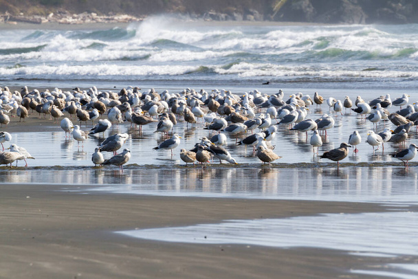 Большая колония морских чайки наслаждаясь солнечным днем в Пеббл-Бич, Crescent City California, как они собираются вдоль устья реки Мархоффер
 - Фото, изображение