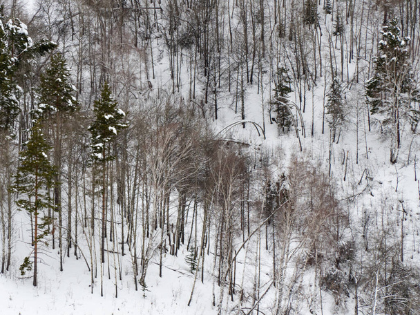 Landscape winter coniferous forest in the mountains. Cold snowy morning on a mountain cliff. Trees covered with snowdrifts. Russia, Siberia, Altai Territory, Belokurikha. - Φωτογραφία, εικόνα